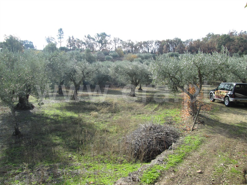 Quinta  Fundão, Telhado - 871121 - 9
