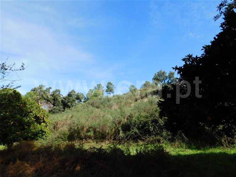 Quinta  Fundão, Vale Prazeres - 1372750 - 9