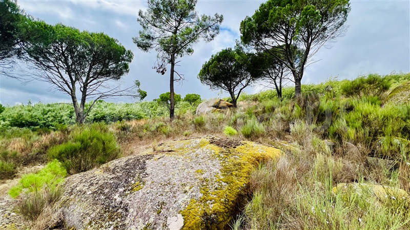 Quinta  Gouveia, Rio Torto e Lagarinhos - 1403423 - 33
