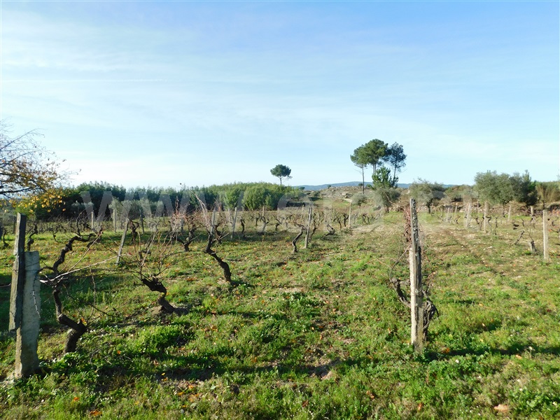 Quinta  Gouveia, São Paio - 1290739 - 7
