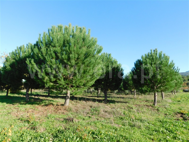 Quinta  Gouveia, São Paio - 1290739 - 9