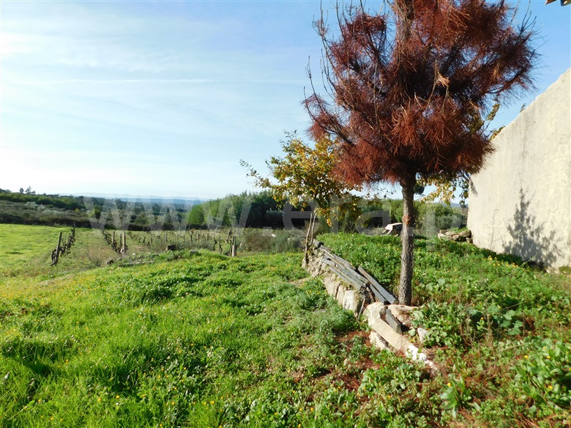 Quinta  Gouveia, São Paio - 1290739 - 13