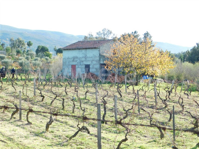 Quinta  Gouveia, São Paio - 1290739 - 17