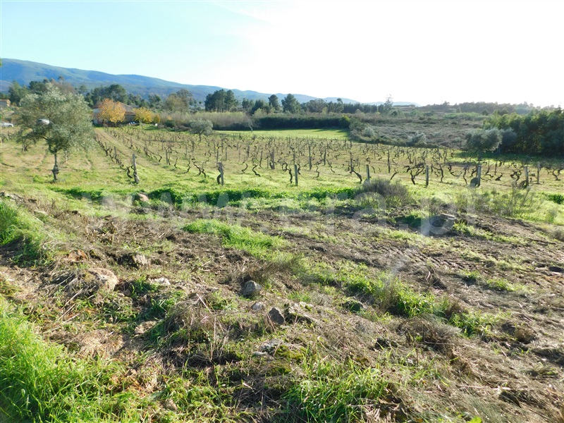 Quinta  Gouveia, São Paio - 1290739 - 19