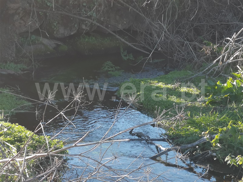 Quinta  Gouveia, Vila Cortês da Serra - 1203447 - 19