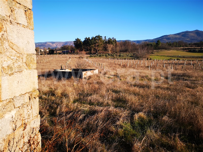 Quinta  Gouveia, Vila Cortês da Serra - 1203447 - 20