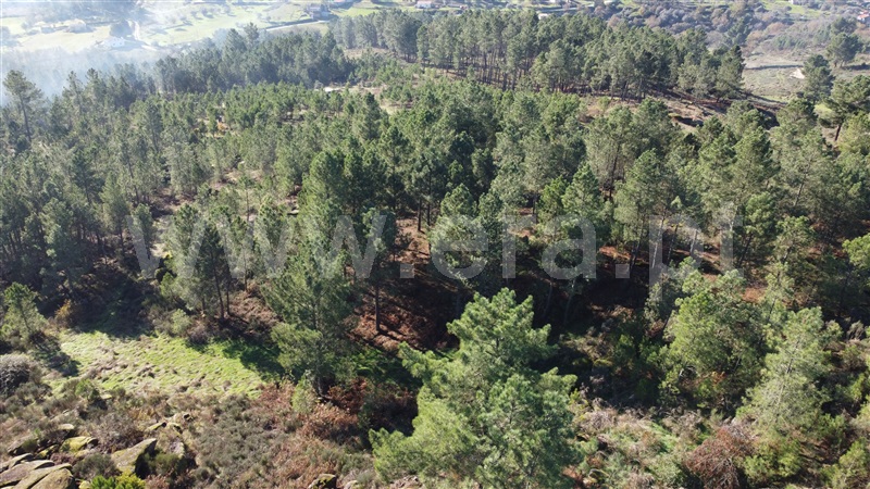 Quinta T0 Gouveia, Vila Franca da Serra - 1445163 - 14