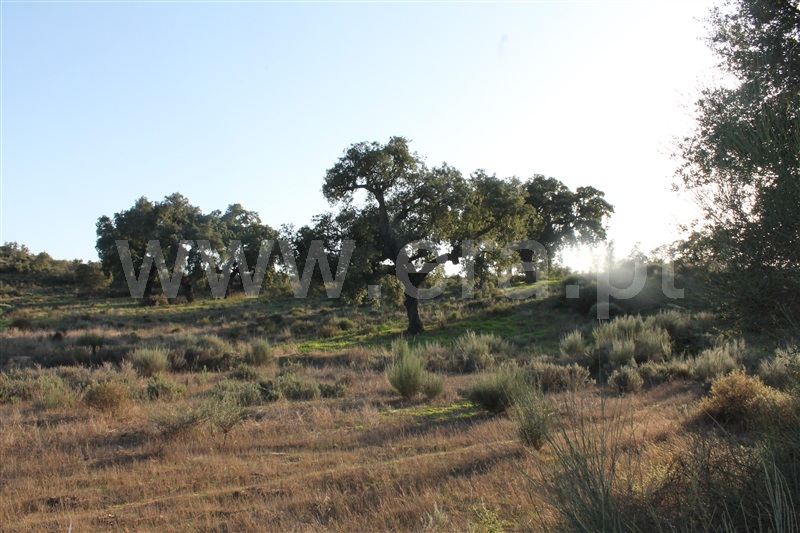 Quinta  Idanha-a-Nova, Aldeia de Santa Margarida - 1445353 - 9