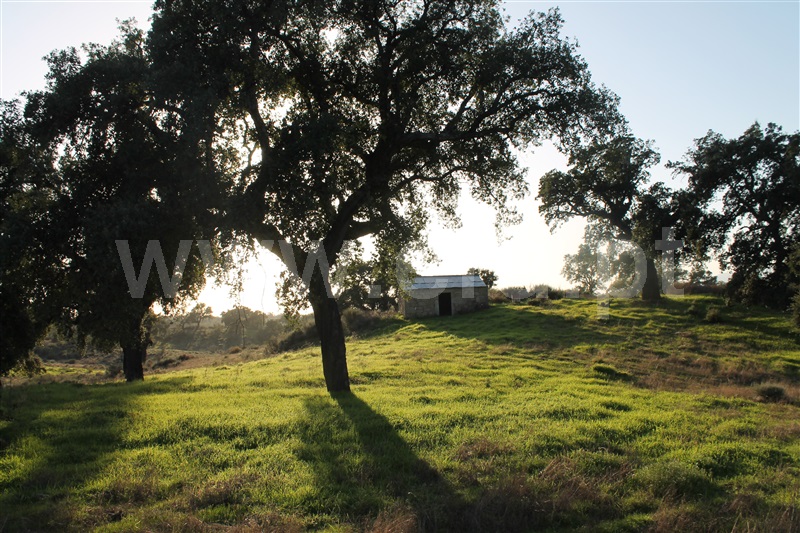 Quinta  Idanha-a-Nova, Aldeia de Santa Margarida - 1445353 - 13