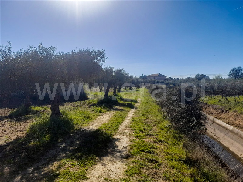 Quinta  Idanha-a-Nova, Ladoeiro - 1135110 - 3