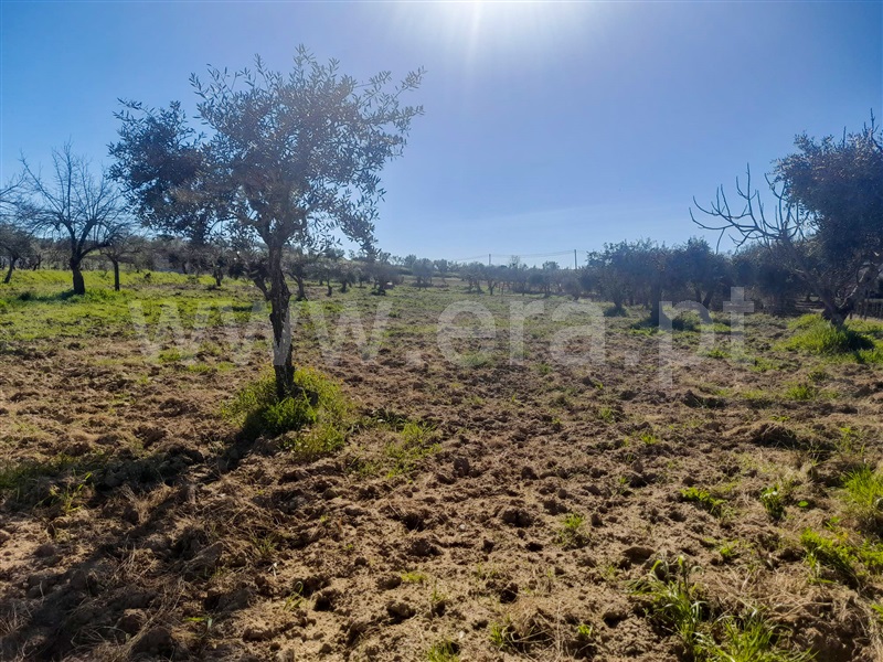Quinta  Idanha-a-Nova, Ladoeiro - 1135110 - 8