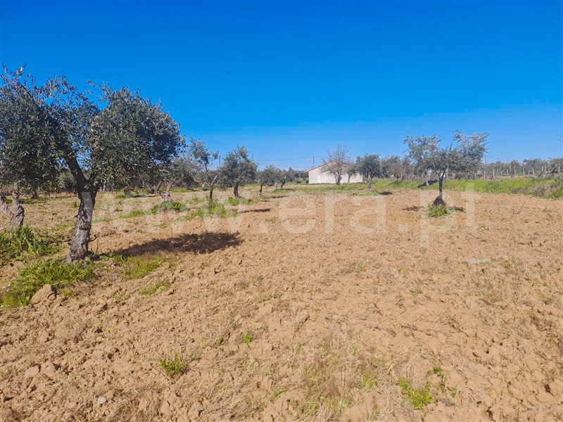 Quinta  Idanha-a-Nova, Ladoeiro - 1135110 - 11
