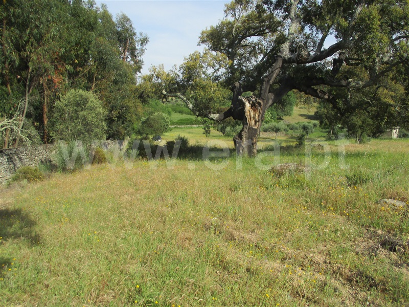 Quinta  Idanha-a-Nova, São Miguel de Acha - 1256605 - 24