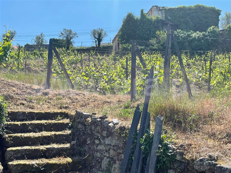 Quinta  com Agrícola Lamego, Cambres - 1260875 - 6