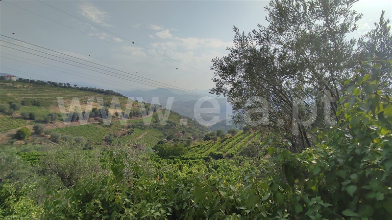 Quinta  com Agrícola Lamego, Cambres - 1260875 - 9
