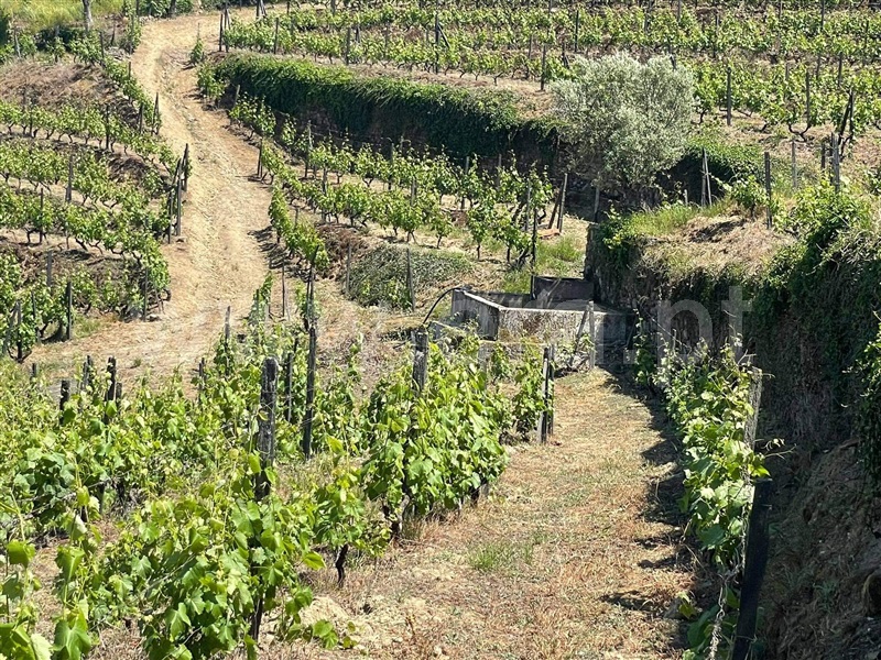 Quinta  com Agrícola Lamego, Cambres - 1260875 - 10