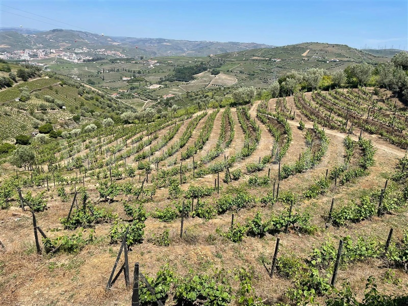Quinta  com Agrícola Lamego, Cambres - 1260875 - 11