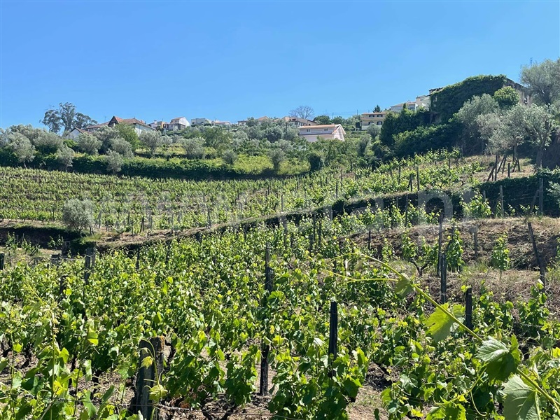 Quinta  com Agrícola Lamego, Cambres - 1260875 - 12