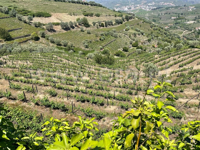 Quinta  com Agrícola Lamego, Cambres - 1260875 - 13