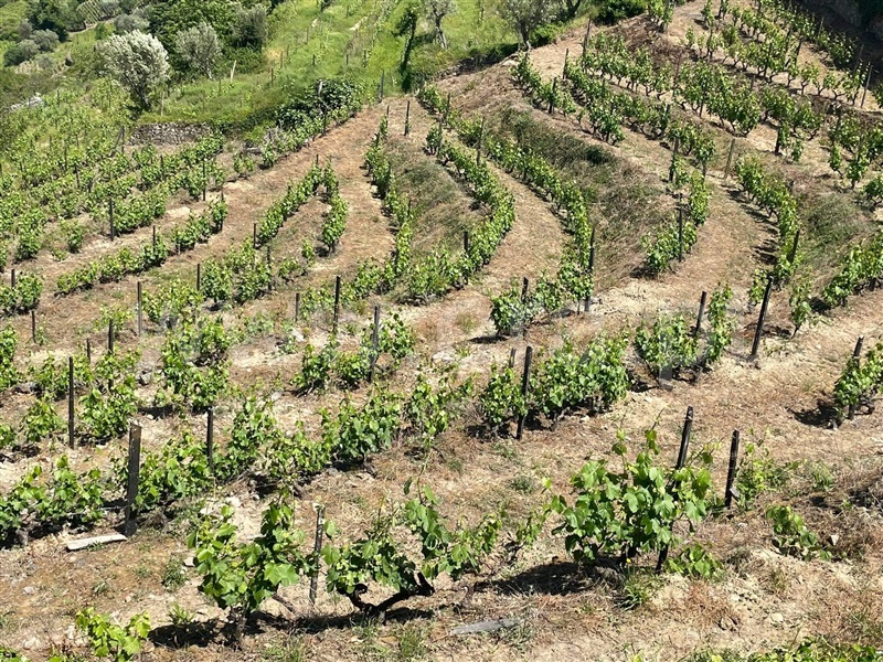 Quinta  com Agrícola Lamego, Cambres - 1260875 - 14