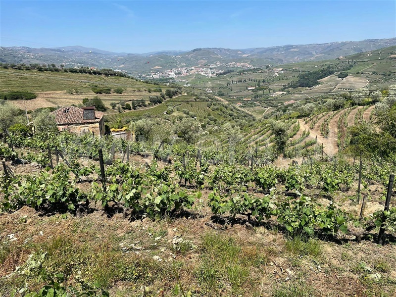 Quinta  com Agrícola Lamego, Cambres - 1260875 - 18