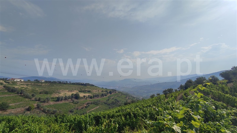 Quinta  com Agrícola Lamego, Cambres - 1260875 - 19