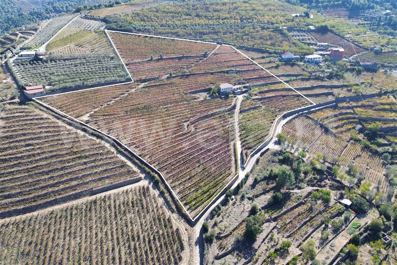 Quinta / Lamego, Douro