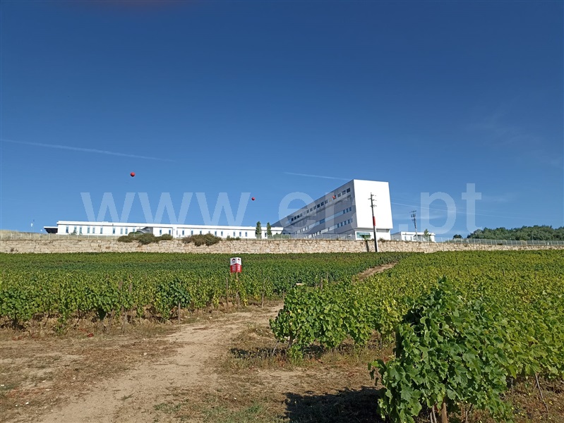 Terreno Rústico  Lamego, Lamego (Almacave e Sé) - 1411287 - 2