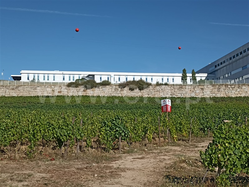 Terreno Rústico  Lamego, Lamego (Almacave e Sé) - 1411287 - 4
