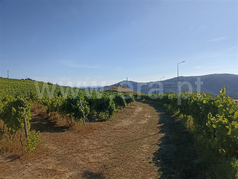 Terreno Rústico  Lamego, Lamego (Almacave e Sé) - 1411287 - 5