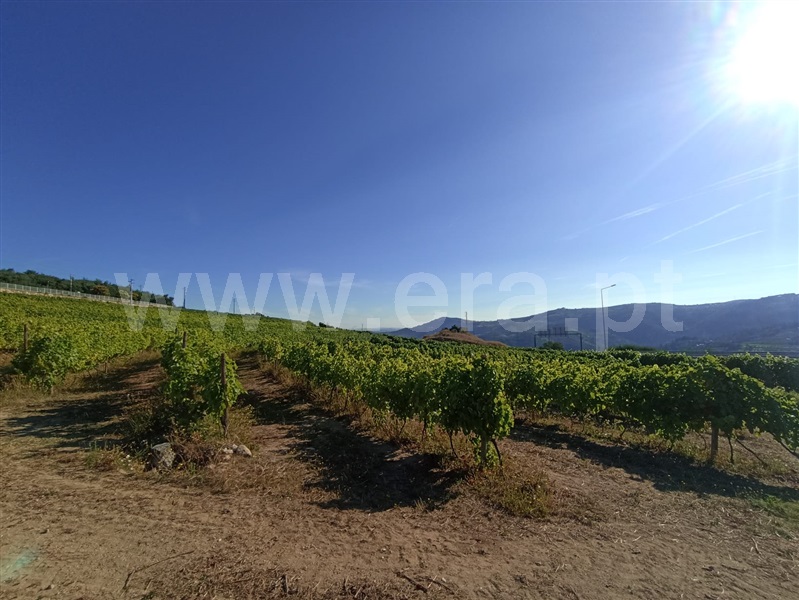 Terreno Rústico  Lamego, Lamego (Almacave e Sé) - 1411287 - 7