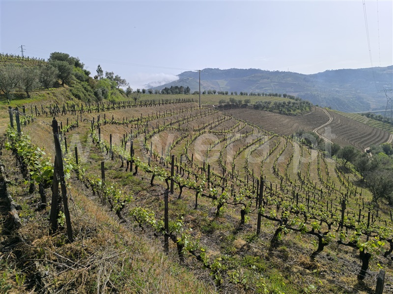 Quinta / Lamego, Lamego (Almacave e Sé)