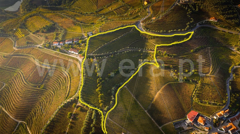 Quinta / Lamego, Sande