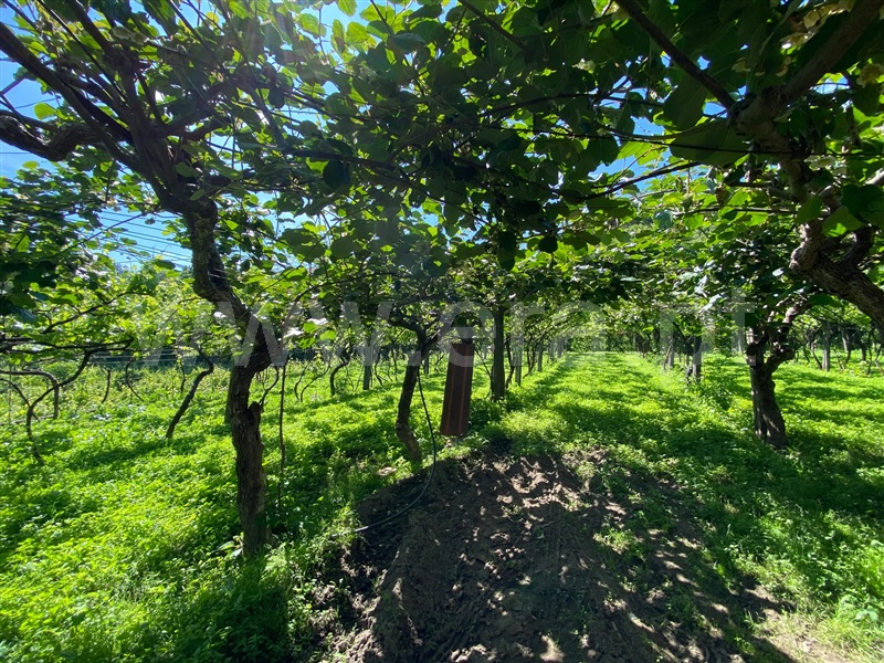 Quinta / Lousada, Meinedo
