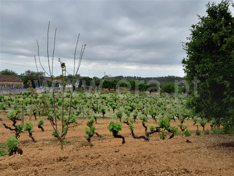 Quinta  Mação, Queixoperra - 1485040 - 6