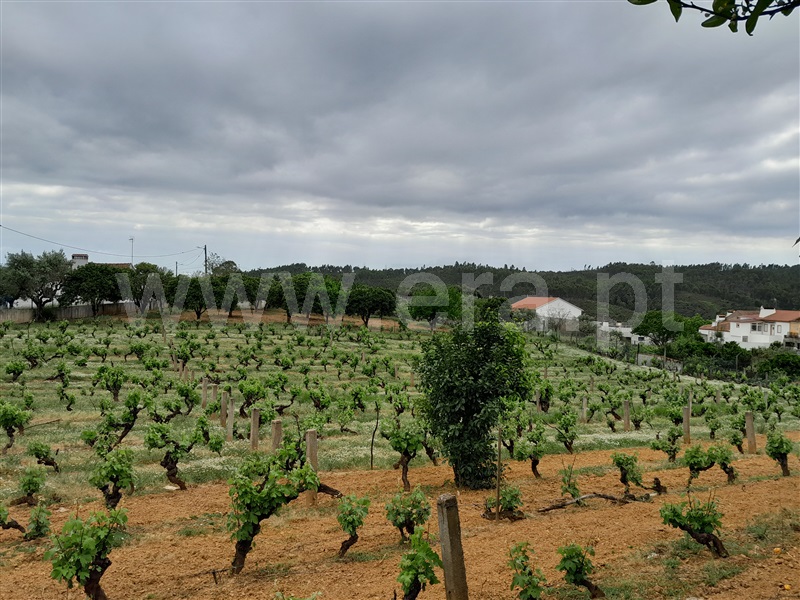 Quinta  Mação, Queixoperra - 1485040 - 9