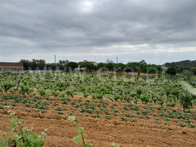 Quinta  Mação, Queixoperra - 1485040 - 10