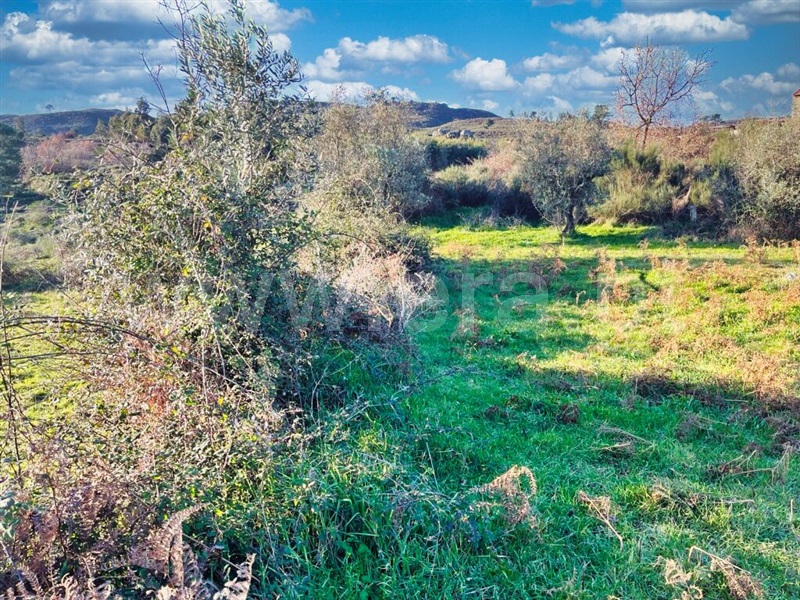 Quinta  Mangualde, Abrunhosa-a-Velha - 1380379 - 3