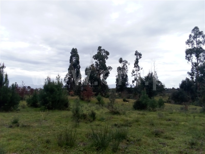 Quinta  Mangualde, Espinho - 1312059 - 14