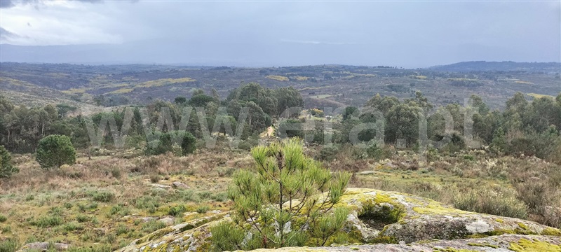 Quintinha  Mangualde, Santiago de Cassurrães e Póvoa de Cervães - 1483459 - 7