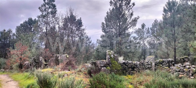 Quinta / Mangualde, Santiago de Cassurrães e Póvoa de Cervães