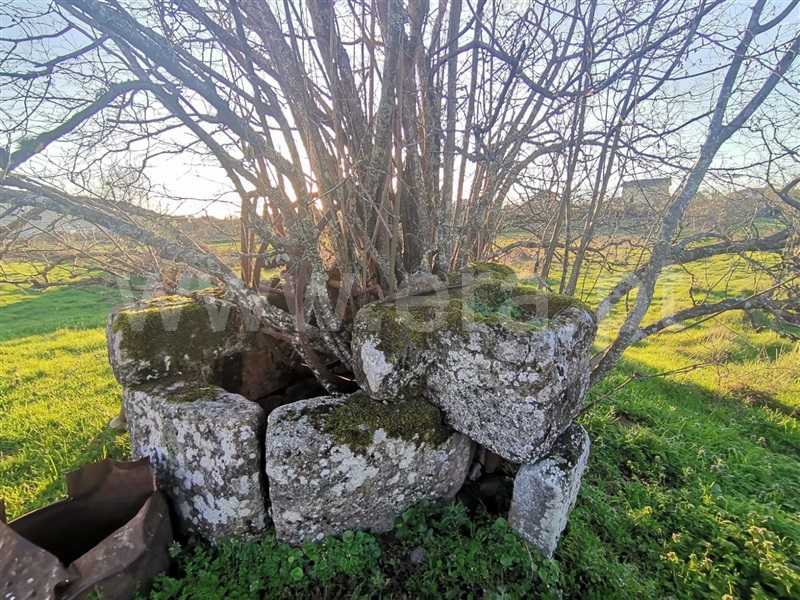 Quinta  Mangualde, Tavares (Chãs, Várzea e Travanca) - 1465388 - 3