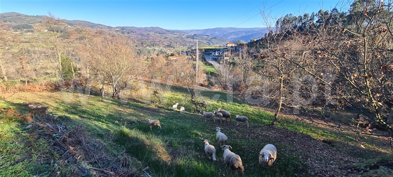 Quinta  Marco de Canaveses, Penhalonga e Paços de Gaiolo - 1300628 - 2