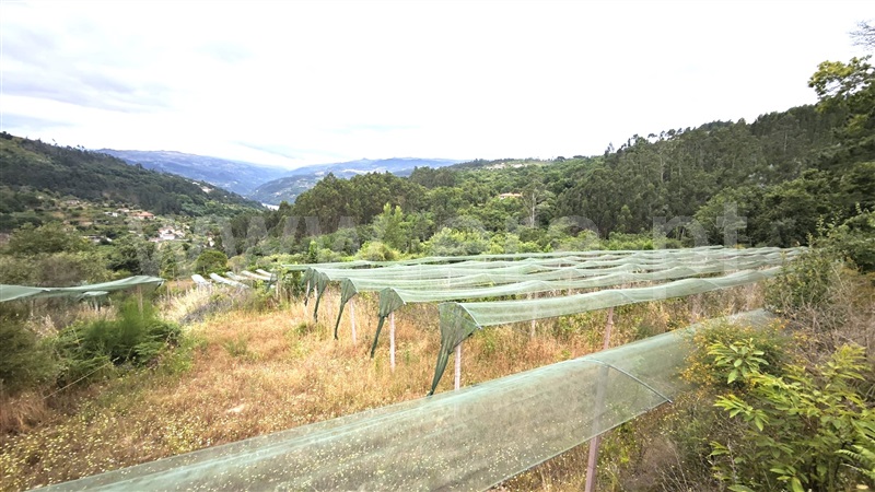 Quinta  com Agrícola Marco de Canaveses, Rio Douro - 1487647 - 9