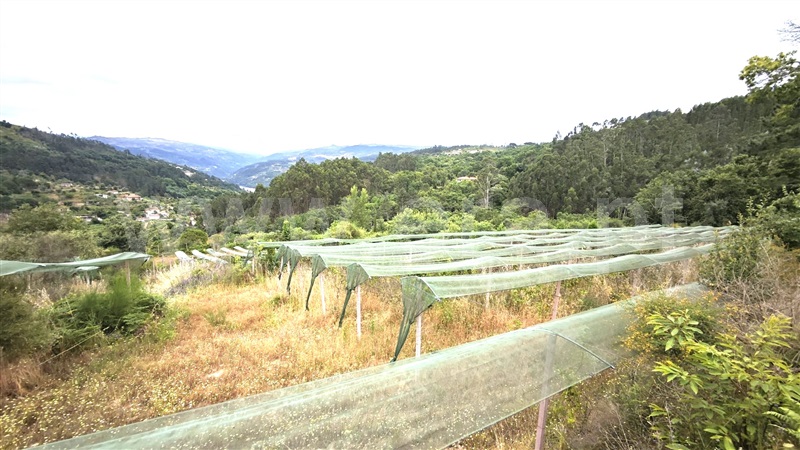 Quinta  com Agrícola Marco de Canaveses, Rio Douro - 1487647 - 11