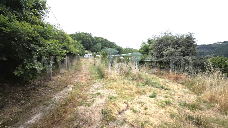 Quinta  com Agrícola Marco de Canaveses, Rio Douro - 1487647 - 13