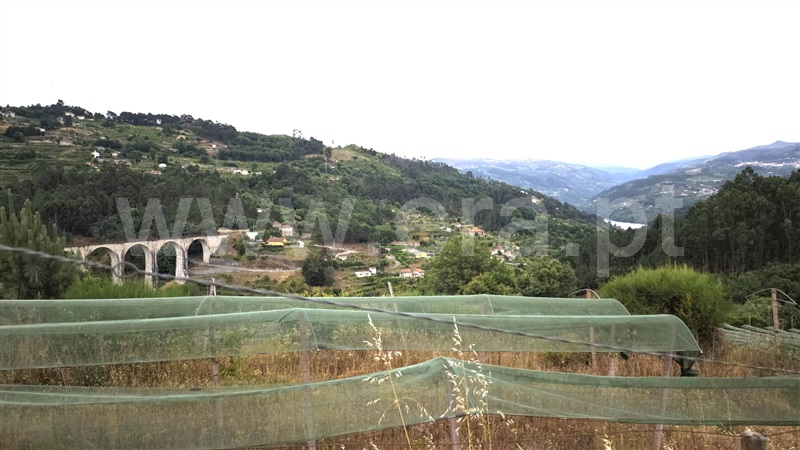 Quinta  com Agrícola Marco de Canaveses, Rio Douro - 1487647 - 16
