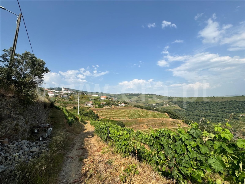 Quinta  Mesão Frio, Cidadelhe - 1485002 - 3
