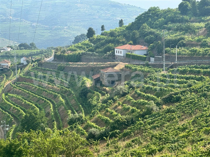 Quinta  Mesão Frio, Cidadelhe - 1485002 - 8