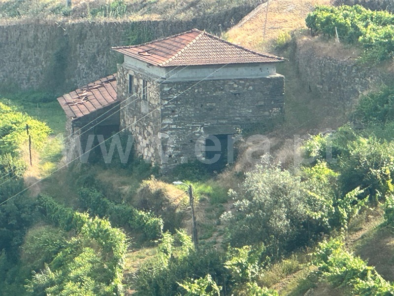 Quinta  Mesão Frio, Cidadelhe - 1485002 - 9